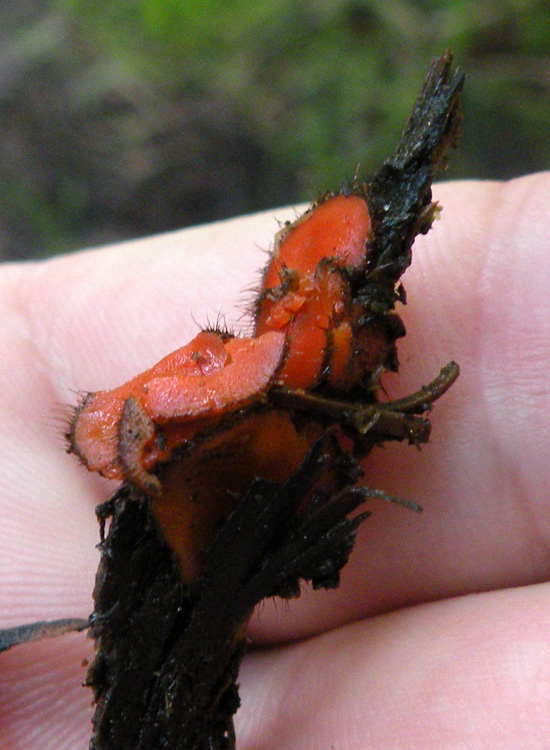 Ascomycetes dalla Val di Genova